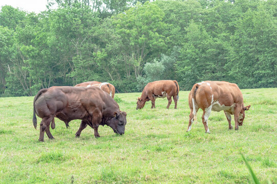 Belgian blue cows in the pasture.
