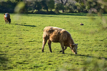 Fototapeta na wymiar Beautiful bright view of brown cow peacefully grazing at farm near Puck's Castle Ln, Ballycorus, County Dublin, Ireland. Irish farms. Selective focus