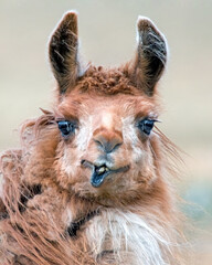 Fototapeta premium A humorous llama portrait.