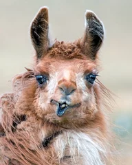 Fotobehang A humorous llama portrait. © Christopher R Mazza