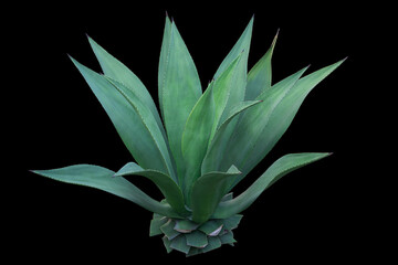 Agave plant isolated on black backgroumd. clipping path. Agave plant tropical drought tolerance has...