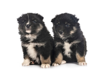 puppies Finnish Lapphund in studio