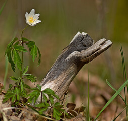 Lonely Wood Anemone (Anemone nemorosa).