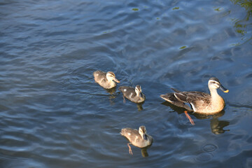 カルガモの親子