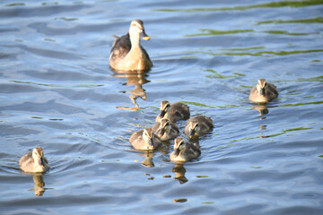 カルガモの親子