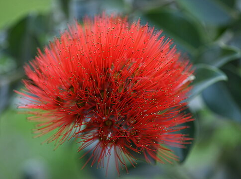 callistemon