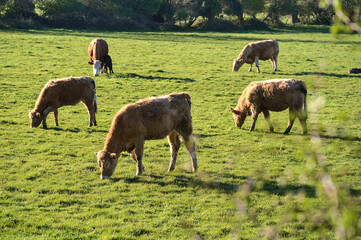 Fototapeta premium Beautiful bright view of herd of brown cows peacefully grazing at local farm near Puck's Castle Ln, Ballycorus, County Dublin, Ireland. Irish farms. Selective focus