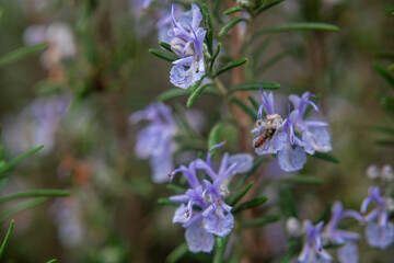 Photography of Rosemary plant with flowers and a bee