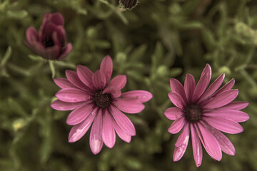 Photography of African Daisies pink color in a garden