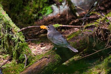 American Robin holding the salmonberries in its beak.   Vancouver BC Canada
