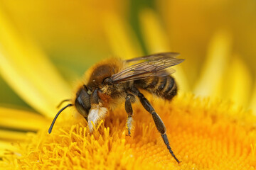Closeup on a male Willughby's leaf-cutter bee , Megachile willughbiella on a yellow flower