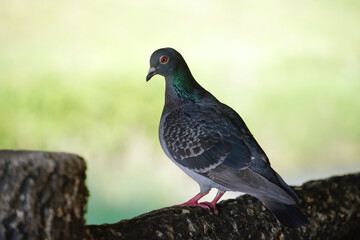 橋の欄干に佇む鳩