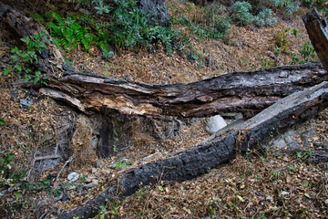 Fototapeta na wymiar Hiking on the Fearing trail in Montecito California