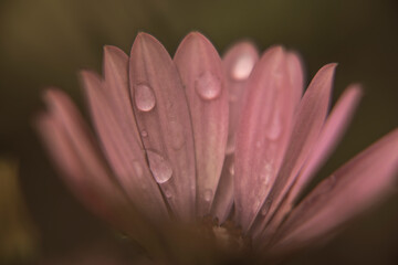 Fototapeta premium Photography of African Daisy with water drops in a garden
