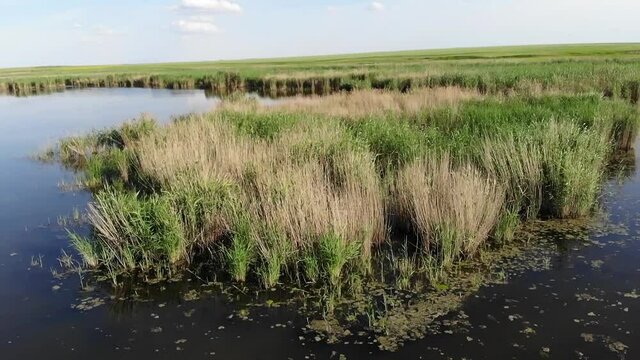 Kalmykia, a lake in the steppe. Waterfowl habitat and nesting areas.