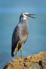 White-Faced Heron with beak open and tongue out standing on a rock at the ocean edge.