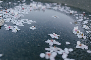 水溜りに浮かぶ桜