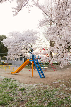 公園と桜の木