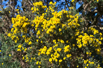 Beautiful closeup view of yellow gorse (Ulex) wild flowers growing everywhere in Ireland all the year round, Ballycorus, Co. Dublin, Ireland. High resolution