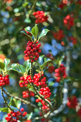 Beautiful bright background of spring red berries of holly tree (Ilex) with dark green leaves, Co. Dublin, Ireland. High resolution. Soft and selective focus