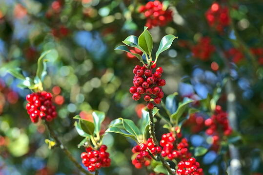 Beautiful bright background of spring red berries of holly tree (Ilex) with dark green leaves, Co. Dublin, Ireland. High resolution. Soft and selective focus