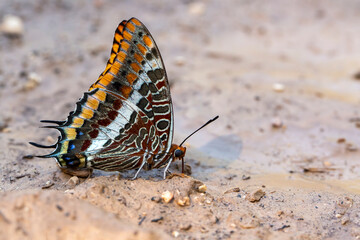 Two-tailed pasha (Charaxes jasius) butterfly - obrazy, fototapety, plakaty