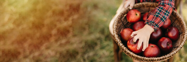 Child picking apples on farm in autumn. Little girl playing in apple tree orchard. Healthy...