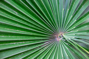Fototapeta premium Photography of palm leaves green colour and line pattern