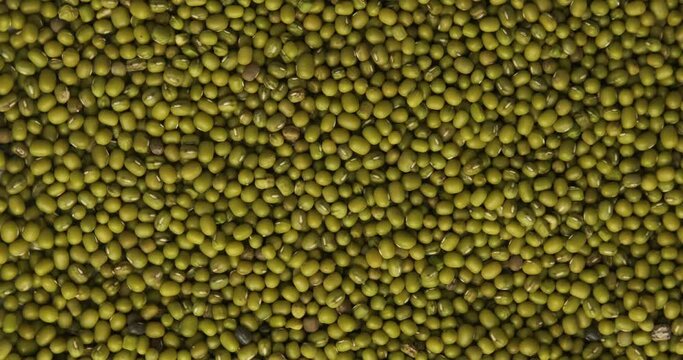 Mung bean rotates. Picture with green gram is moving in circular rotation. Close up. 