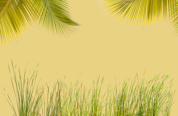 Fototapeta na wymiar Cadre végétal, herbes et palm