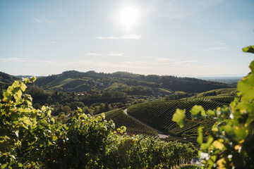 Sasbachwalden vineyard with green vines in Germany