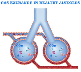 Gas exchange in healthy alveolus