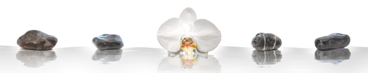 White orchid and zen stones on water with reflections
