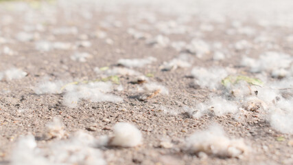 Fluffy poplar seeds on an asphalt road