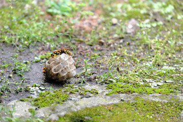 自然に落ちた蜂の巣を見つめる蜂