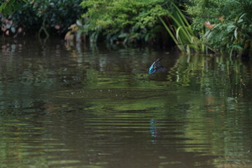 Obraz na płótnie Canvas common kingfisher in the forest