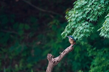 Fototapeta na wymiar common kingfisher in the forest