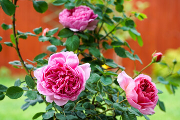  Rose tree in UK garden 