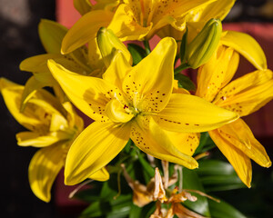 cluster of yellow lilies with spots in the garden