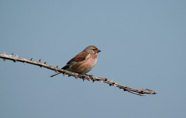 Linnet, Linaria cannabina