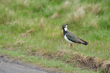 Northern lapwing