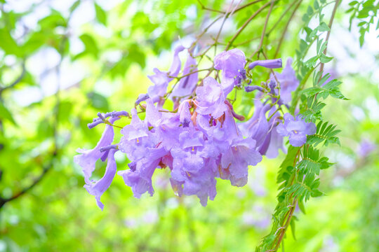 ジャカランタ Images Browse 10 Stock Photos Vectors And Video Adobe Stock