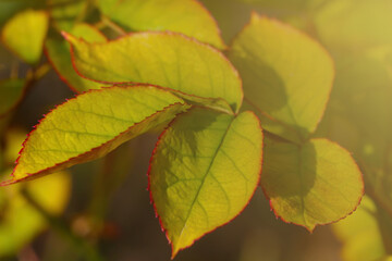 View of a beautiful green bush branch in the park.