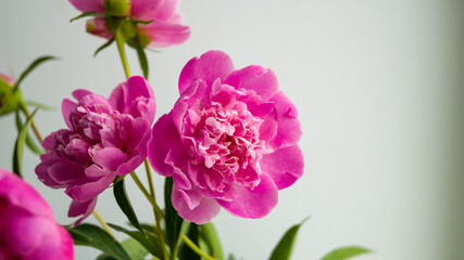 Fototapeta na wymiar Beautiful fresh pink peony flower cut from a garden flower bed in a vase. Gardening, flower cultivation, fertilization. Place for your text.
