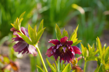 Close-up on a blooming aquilegia in the park.