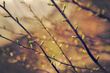 Spring twigs with blossoming leaves with bright bokeh