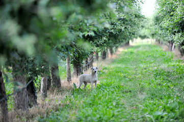 stray dog sitting in an apple orchard