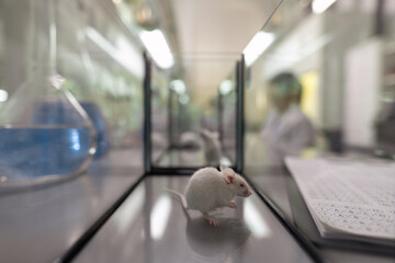 White mouse sitting inside glass container standing between tubes and documents in scientific...