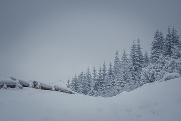 Wooden benches on a hiking trail, Tatra Mountains, Poland. Tall fir trees growing on a slope. Selective focus on the details, blurred background.
