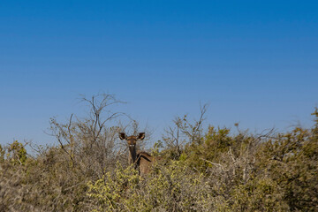 Greater Kudu, South Africa